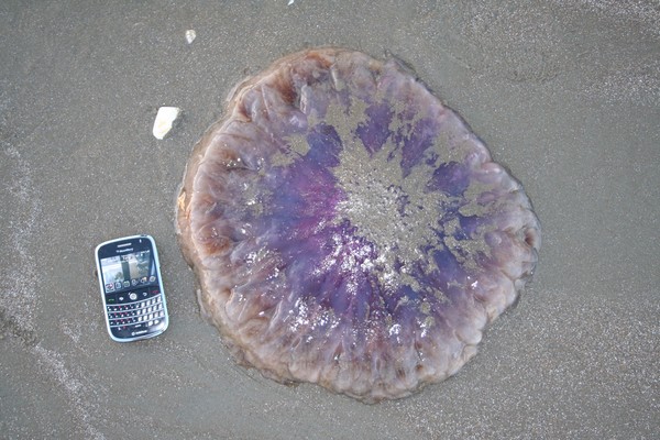 Jellyfish invade Long Bay Beach